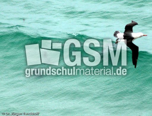 Commerson-Delfin (11 von 15).jpg